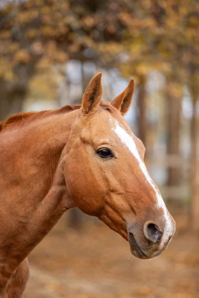 Ritratto Cavallo Rosso Tra Gli Alberi — Foto Stock