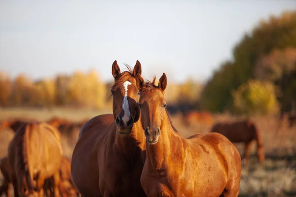 Due Cavalli Razza Don Rosso Autunno Giorno Nella Mandria — Foto Stock