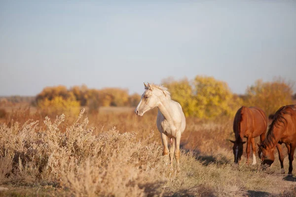 Žlutá Palomino Hříbě Stepi Stádem — Stock fotografie