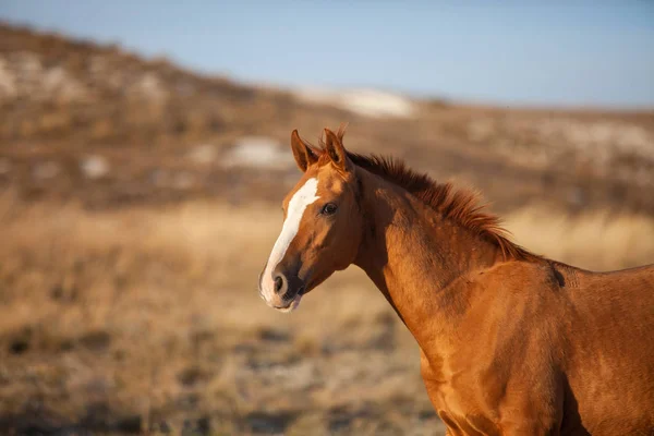 草原の遠くを見て赤ドン品種子馬 — ストック写真