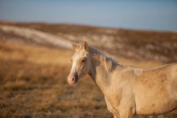 秋晴れの草原でクリーム美馬滞在 — ストック写真