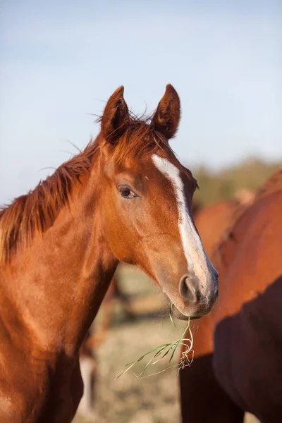 グラースの刃と赤 Budionniy 繁殖馬 — ストック写真