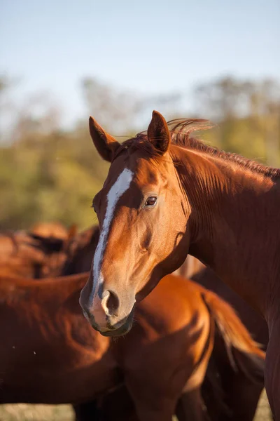 群れで赤 Bodionniy 品種馬の肖像 — ストック写真