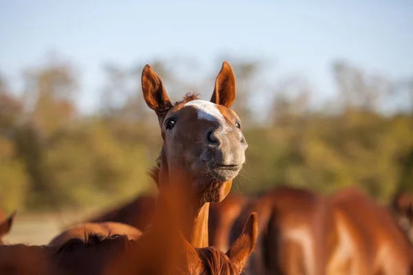 Rosso divertente cavallo — Foto Stock