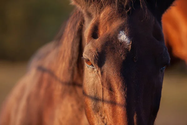 Лошадиные глаза — стоковое фото
