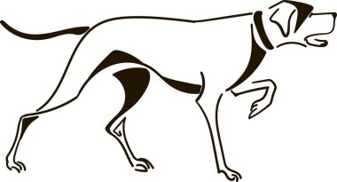 İşaretçi köpek avı