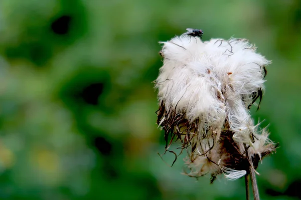 Vorbei an Blüten dorniger Distelblume mit Fliege darauf. Schließen — Stockfoto