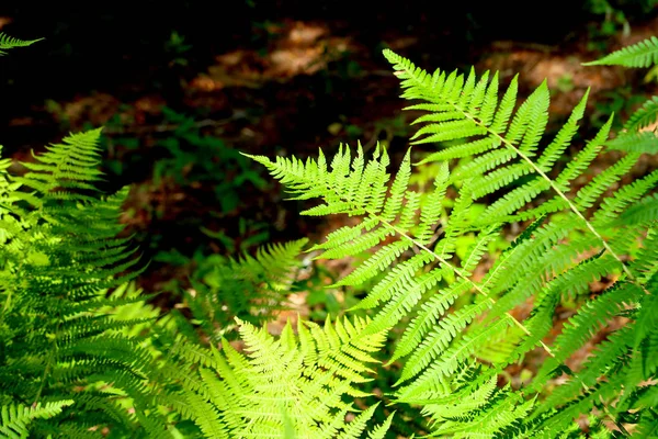 Beautiful ferns leaf in the forest in afternoon sunlight with bl