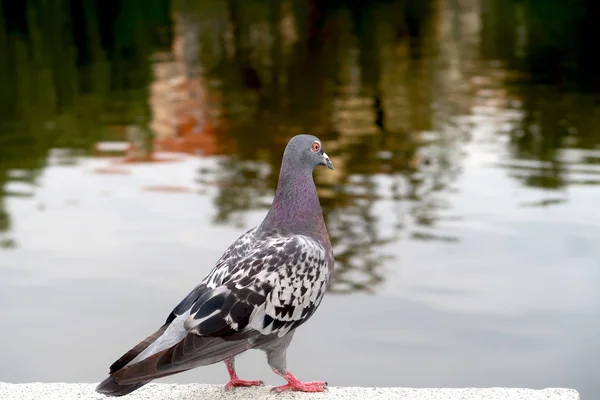 Pigeon regardant la rivière. Colombe avec fond flou . — Photo