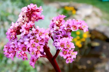 Bulanık bahçe gölet ile çiçek açan bergenia çiçek yakın çekim