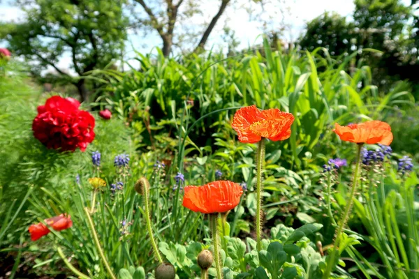 Kvetoucí květ s červeným kukuřičným makím v popředí a Blu — Stock fotografie