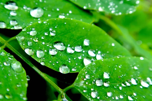 Young Green Leaves Acacia Tree Rainy Day Drops Water Leaves — Stock Photo, Image