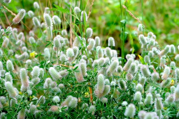 Nahaufnahme Von Wunderschönen Flauschigen Blüten Des Hasenfußklees Trifolium Arvense Nach — Stockfoto