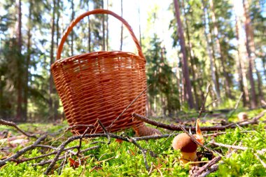 Hasır sepetli mantar toplama konsepti yerde duruyor ve mantarlar önde. Arka planda bulanık orman. Sonbahar güneşli bir gün. Ormanda yenilebilir mantar topluyorum..