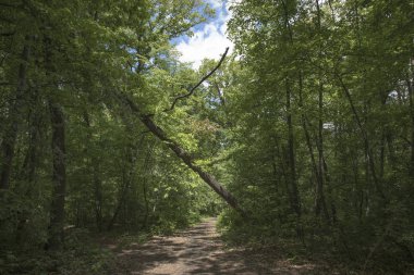 Bir ormanda yürüyüş parkuru, yemyeşil bitki örtüsü ve t ile çizgi