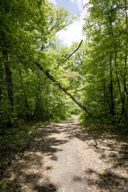 Bir ormanda yürüyüş parkuru, yemyeşil bitki örtüsü ve t ile çizgi
