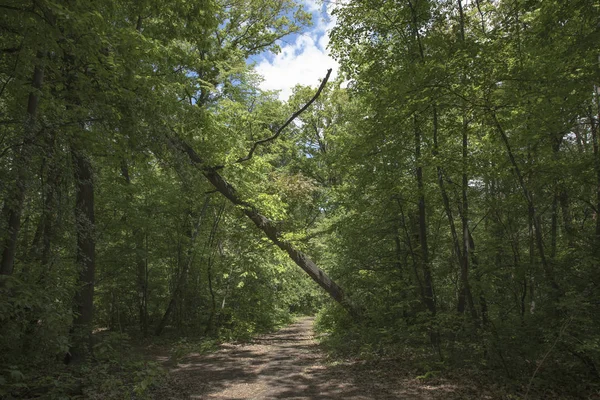 Bir ormanda yürüyüş parkuru, yemyeşil bitki örtüsü ve t ile çizgi