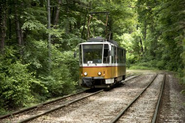 Tren kalın yeşil ormanda seyahat
