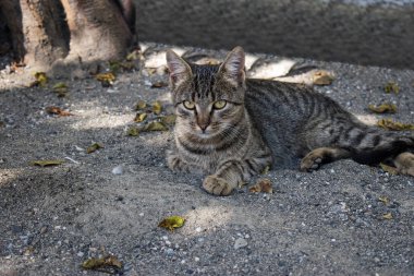 Bahçede, fotoğrafçı Öfkeli seyir dinlenme bir kedi. 