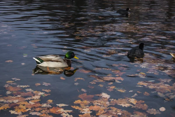 Een Wilde Eend Eend Zwemt Karpfenteich Meer Buurt Van Paleis — Stockfoto