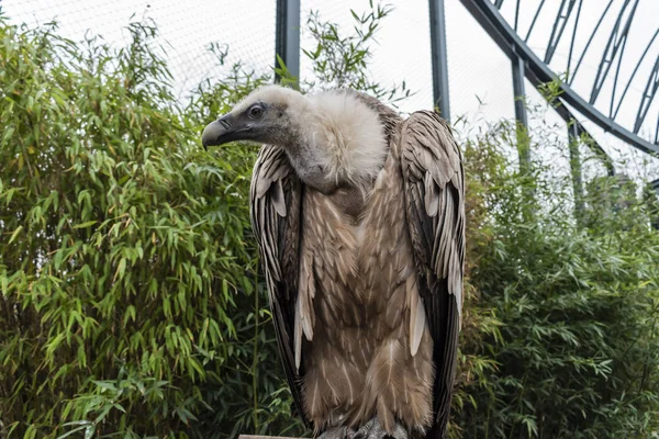 Gänsegeier-Vogel — Stockfoto