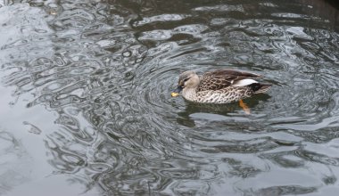 Hint spot gagalı ördek yüzme.