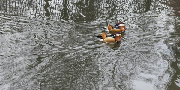 2つのマンダリンアヒルの水泳. — ストック写真