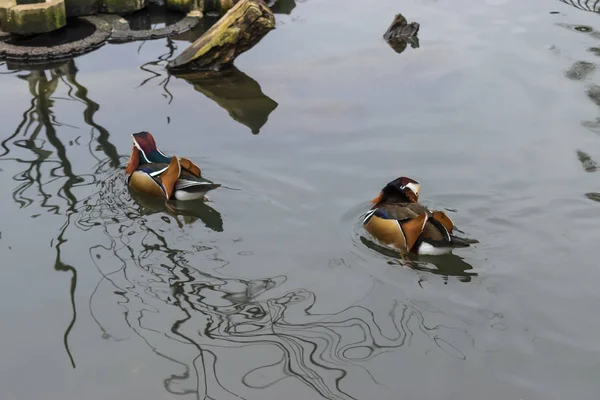 Dos patos mandarín nadando . — Foto de Stock