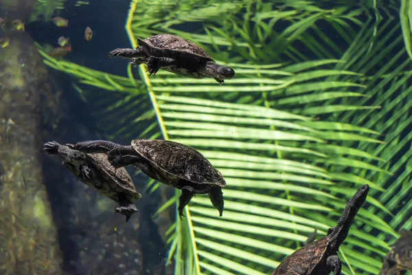 La tortuga de cuello de serpiente . —  Fotos de Stock