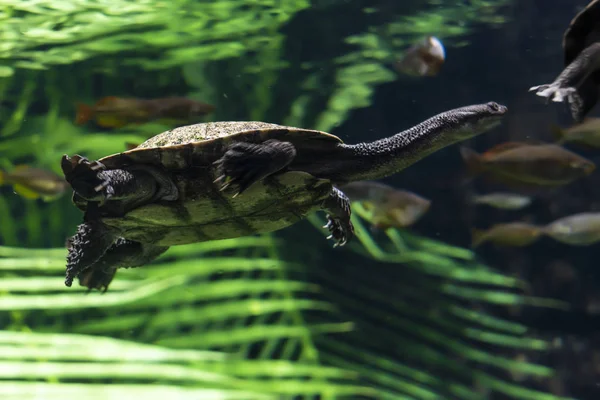 De slang hals schildpad. — Stockfoto