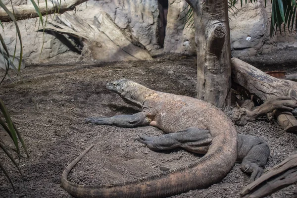 El lagarto dragón Komodo . —  Fotos de Stock