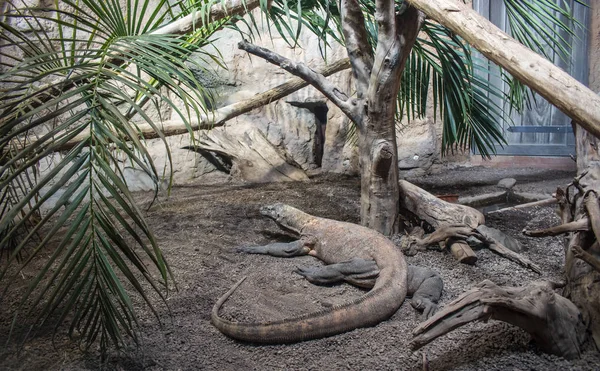 El lagarto dragón Komodo . —  Fotos de Stock