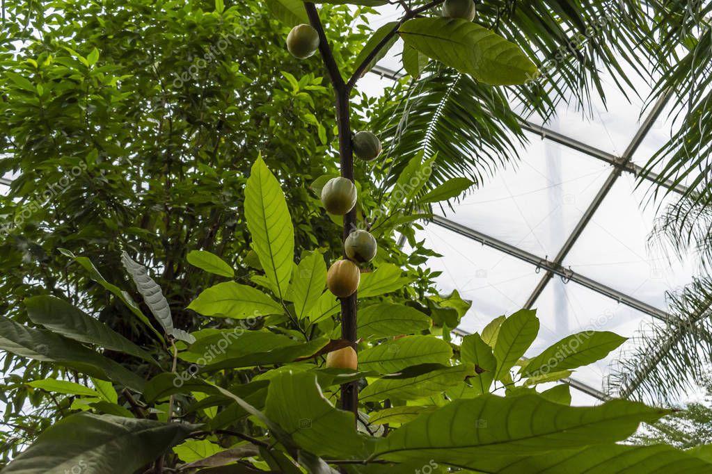 Tropical Forest inside a greenhouse representing Gondwanaland.