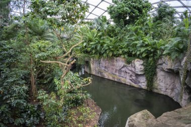 Gondwanaland temsil eden bir sera içinde Tropikal Orman.