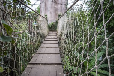 Yağmur Ormanları Asma köprü