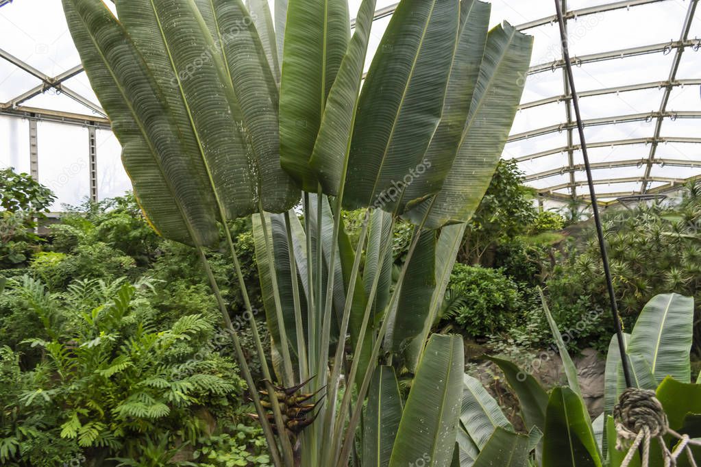 Tropical Forest inside a greenhouse representing Gondwanaland.