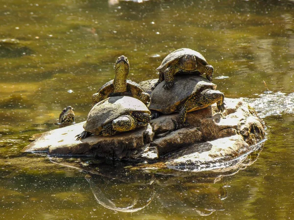 A tartaruga da lagoa europeia . — Fotografia de Stock