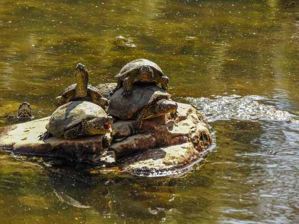 A tartaruga da lagoa europeia . — Fotografia de Stock