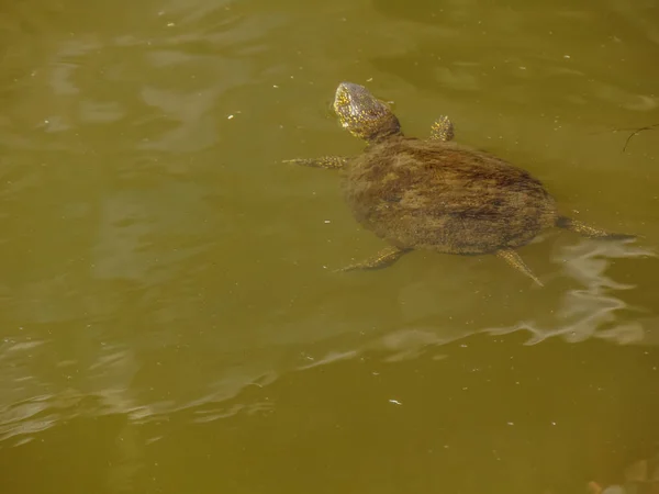 Den europeiska dammen sköldpadda. — Stockfoto