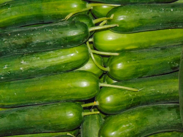 Fresh Cucumber Texture. — Stock Photo, Image