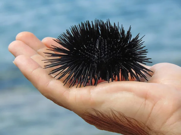 A man holding a Sea urchin in his hand.
