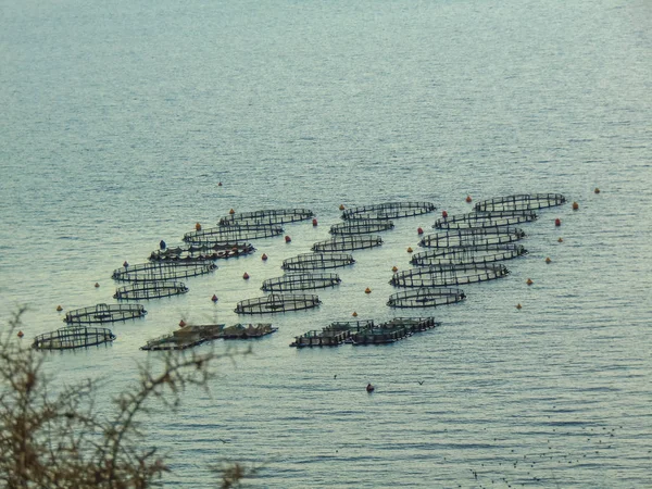 Midye tarım lagünü.