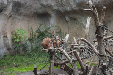 Sumatra orangutan oynuyor.