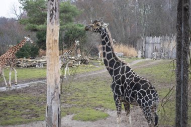 Rothschild'in zürafası.
