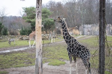 Rothschild'in zürafası.
