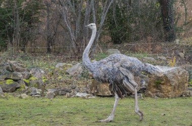 Güney Afrika devekuşu.