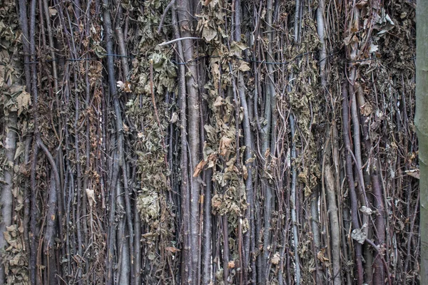 Cerca de ramas de árboles . —  Fotos de Stock