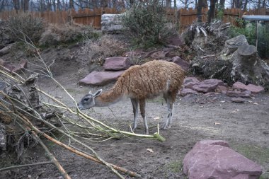 çok (lama guanicoe).