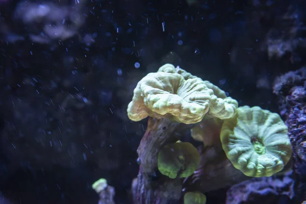 De trompet koraal. — Stockfoto