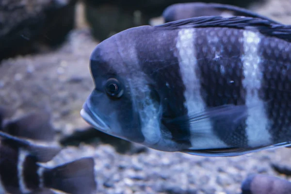 Den napoleonska Haplochromis Cichlidae fisk. — Stockfoto